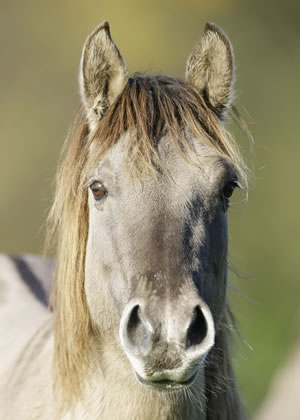 breeds of horses. A rare reed of horse once at