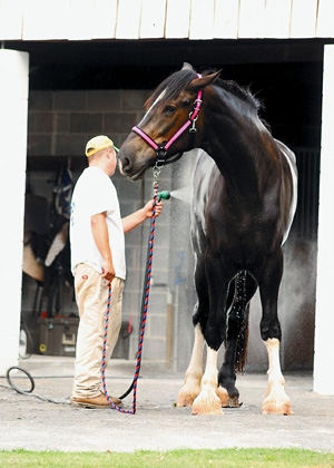  Book of World Records for 2008 as the Tallest Horse in the World.