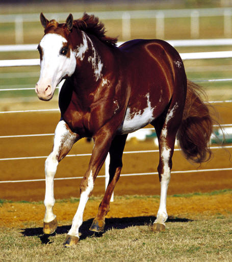 Clydesdale Paint Horses