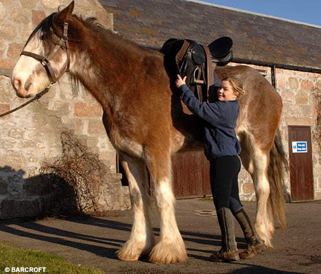 tallest living horse