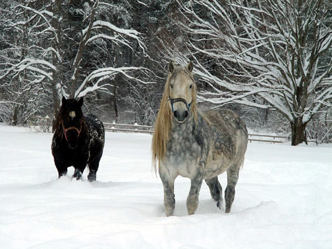 http://simplymarvelous.files.wordpress.com/2008/02/horses-in-snow.jpg