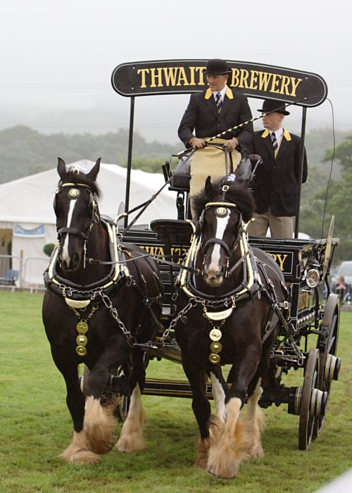 thwaites-brewery-horses2.jpg