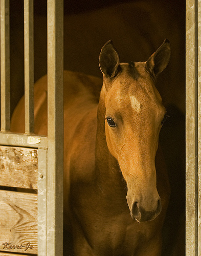 Horse Supplies | Horse Tack & Horse.