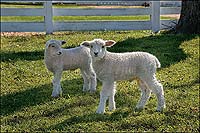 4leicester-longwool-lambs.jpg