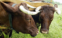 5milking-shorthorn-and-randall-oxen.jpg
