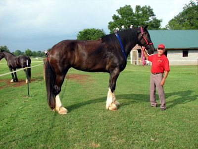 tina-tallest-horse-400.jpg