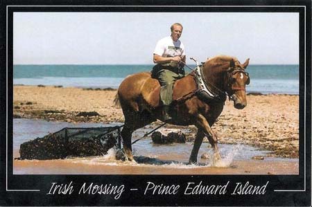 irish-mossing-postcard.jpg