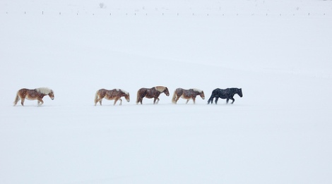 horse-trail-in-snow