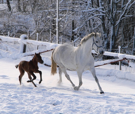 winter-3-day-old-foal