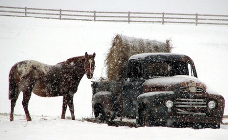 winter-hay-delivery